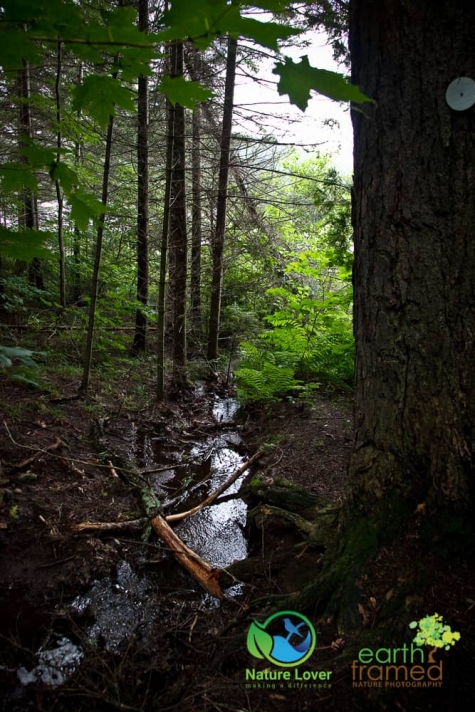 3124076796 Algonquin Park - Track and Tower Trail