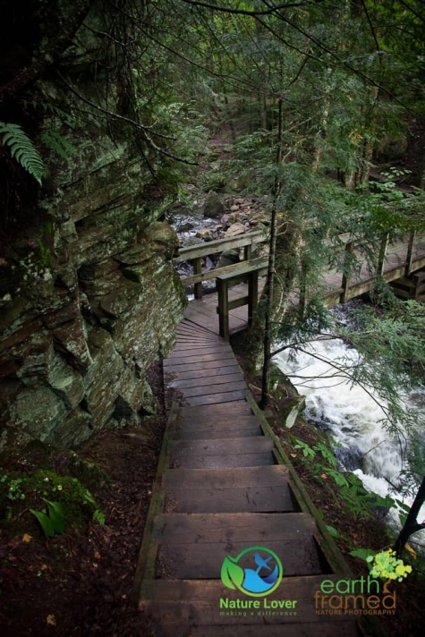 2569788072 Algonquin Park - Track and Tower Trail