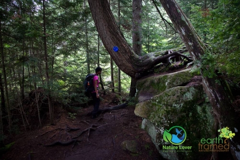 1066259398 Algonquin Park - Track and Tower Trail