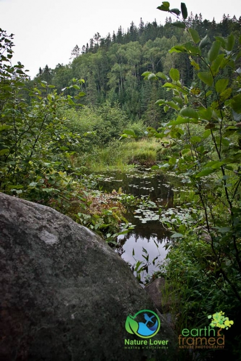 2504636913 Algonquin Park - Track and Tower Trail