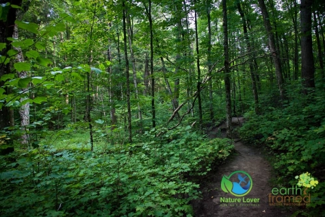 1953152707 Algonquin Park - Track and Tower Trail