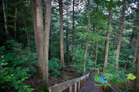 3860531839 Algonquin Park - Track and Tower Trail