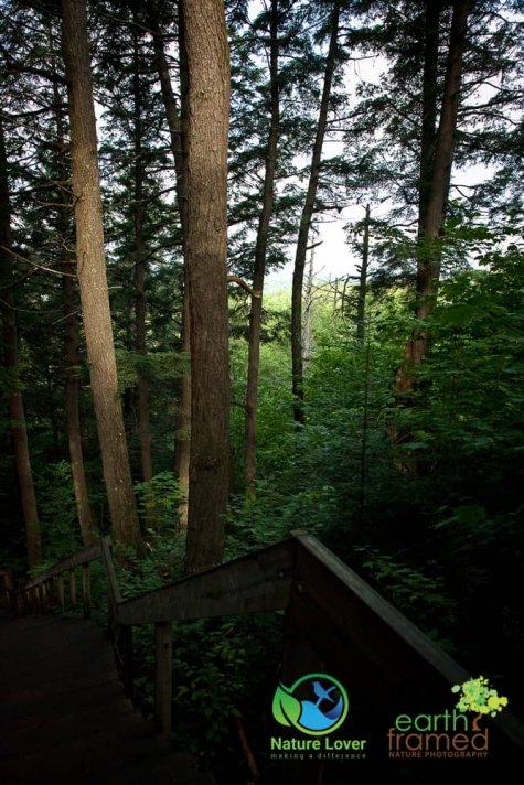 229605088 Algonquin Park - Track and Tower Trail