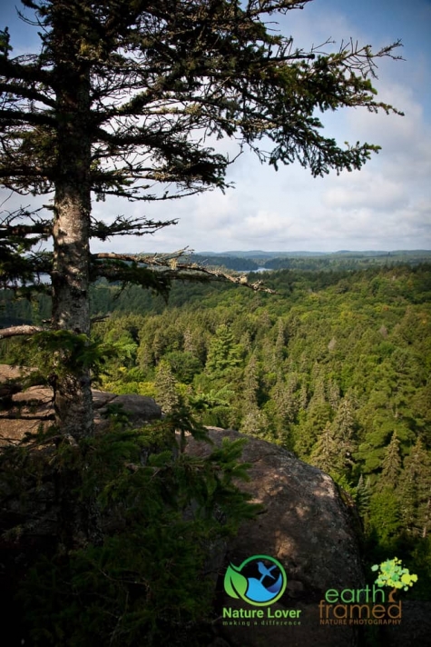 1079089561 Algonquin Park - Track and Tower Trail