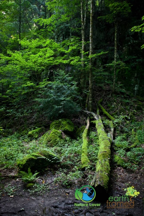 811509166 Algonquin Park - Track and Tower Trail