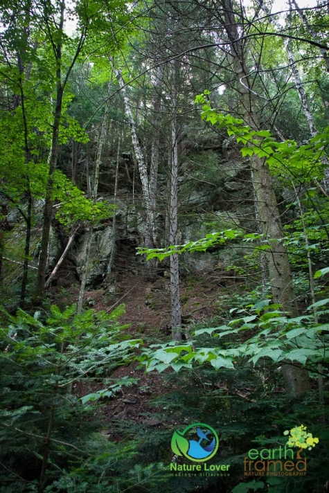 1936482464 Algonquin Park - Track and Tower Trail