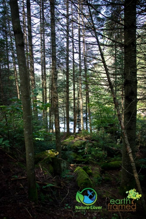 2138815750 Algonquin Park - Track and Tower Trail