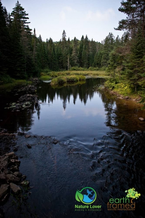 608140521 Algonquin Park - Track and Tower Trail