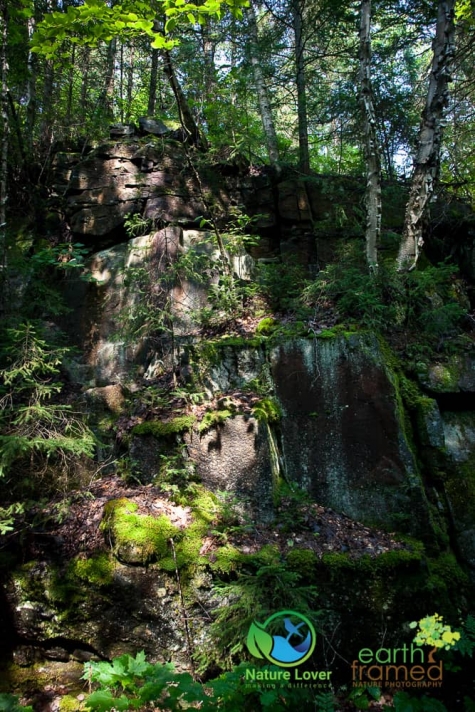 837741878 Algonquin Park - Track and Tower Trail