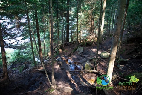 1210789141 Algonquin Park - Track and Tower Trail