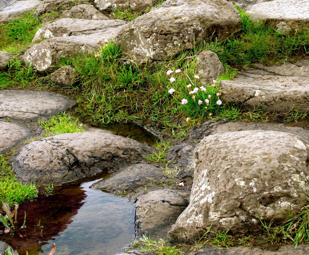 And lots of tiny wildflowers sprouting in amongst the stones.