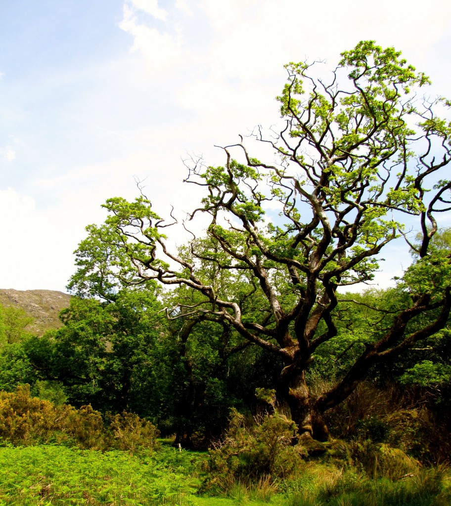 This is just an awesome tree.