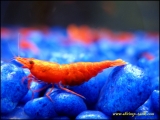 Shrimp-tank.com Berried painted fire red shrimp