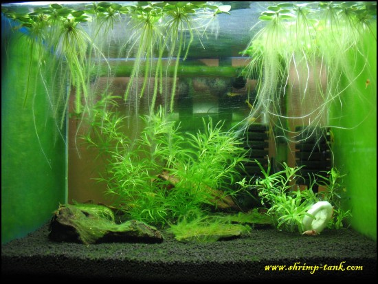 Shrimp tank with lots of algae on plants