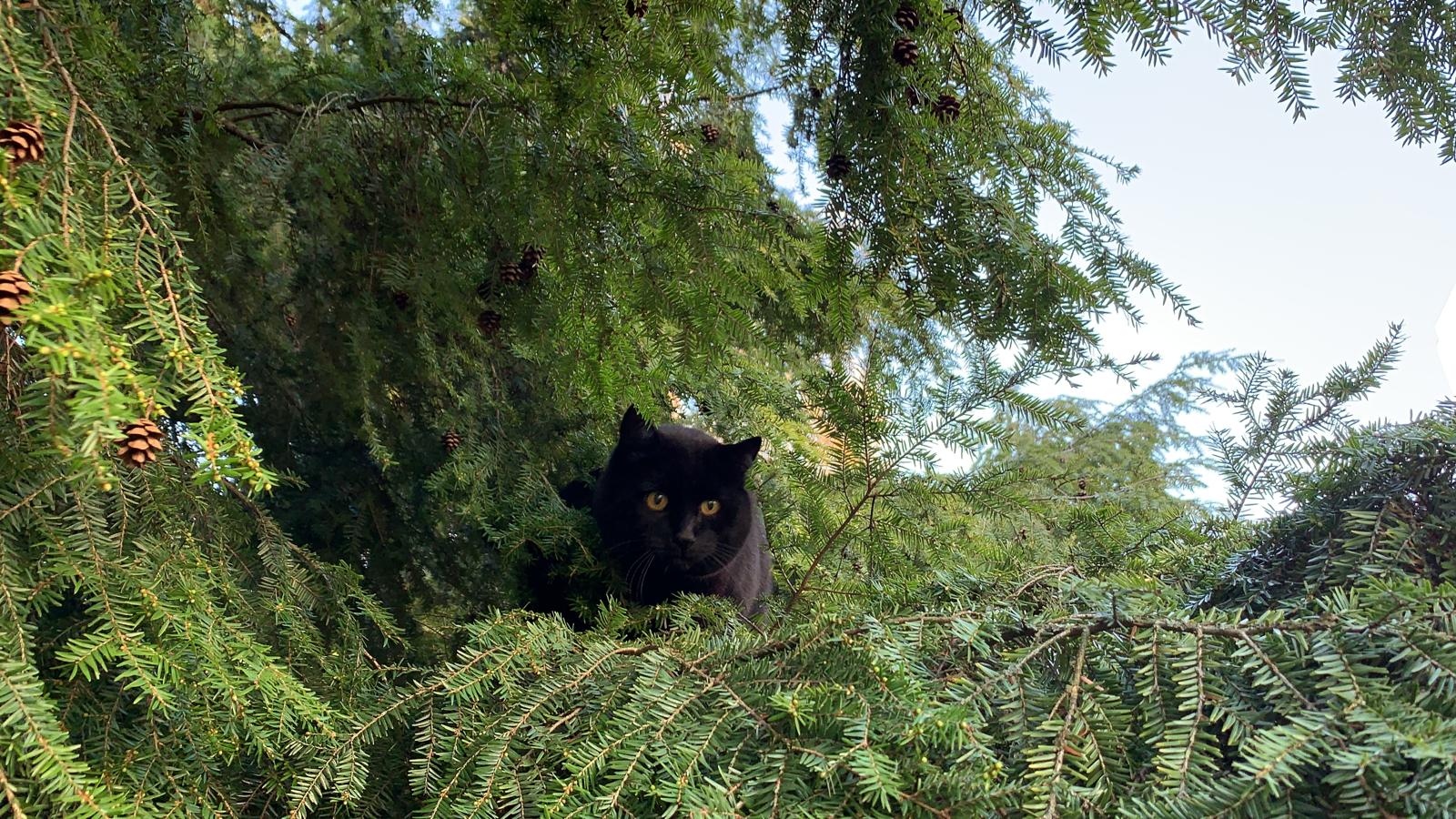 Black cat in a tree