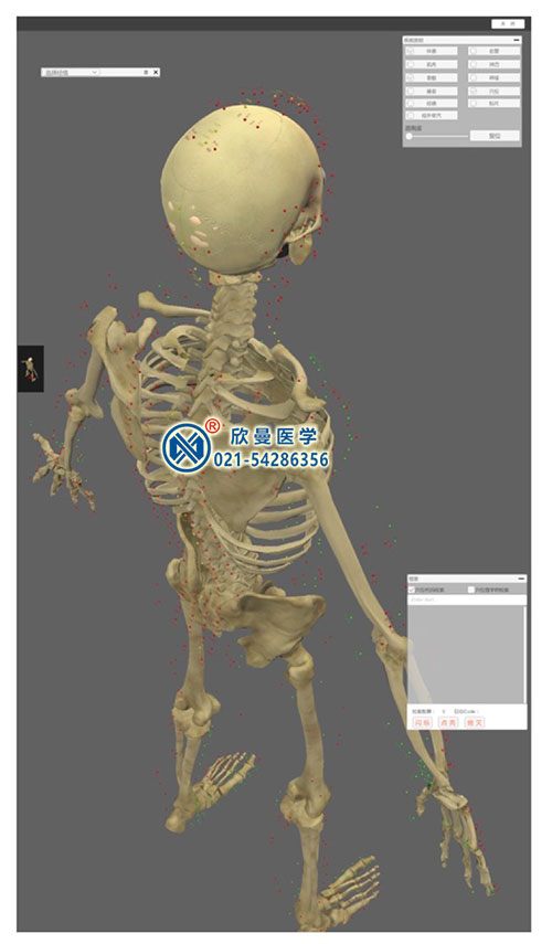 3D版多點觸控中醫經絡腧穴解剖教學系統平臺