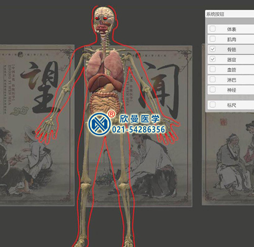 3D版多點觸控中醫經絡腧穴解剖教學系統