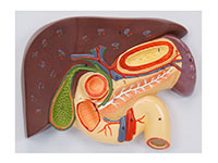 肝、膽、胰、十二指腸、胃切面模型