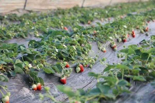 Strawberry industry fuels rural vitalization in Jiangyan