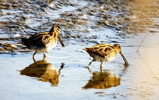 Nearly 100,000 migratory birds arrive at Qinhu wetland park