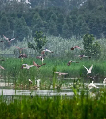 Nearly 100,000 migratory birds arrive at Qinhu wetland park