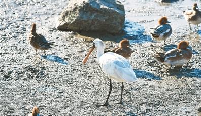 粤港澳大湾区拥有众多“海岸卫士”