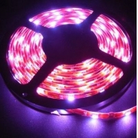 LED ƴ 㶫Ƭ3528 5050LED