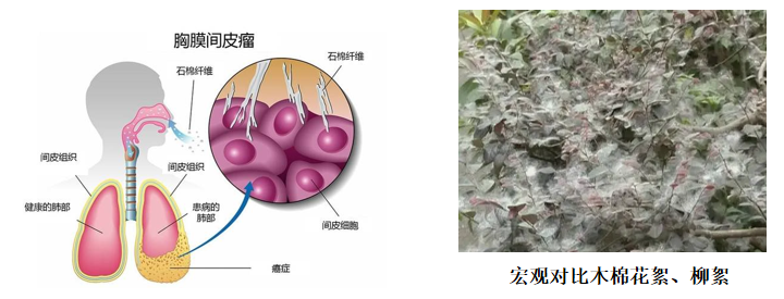 石棉的危害案例