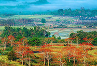 Beautiful Kapok flowers bloom in Hainan