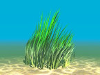 [ » ]  Go to Category: Aquatic Plants