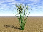 [ » ]  Go to Category: Grasses and Weeds