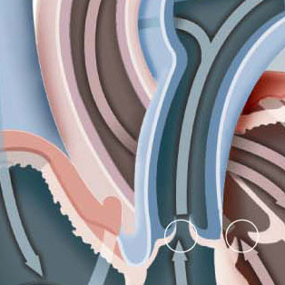 5W Samples - Heart Anatomy