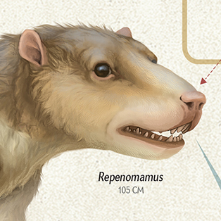 5W Samples - From Shrew to You