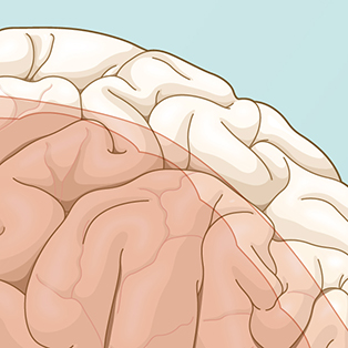 5W Samples - The Zoomable Universe - Brains