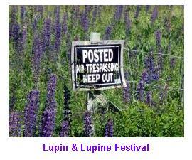 Sugar Hill Lupine Festival Gallery