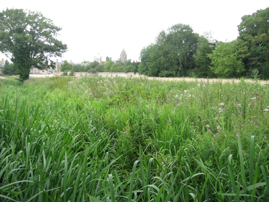 Cambridge is surrounded by green fields and parkland. Photo by me