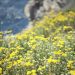 big sur bakery