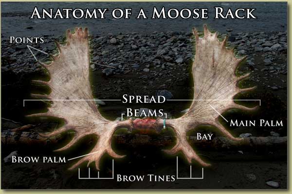 Judging Bull Moose Antlers (racks)