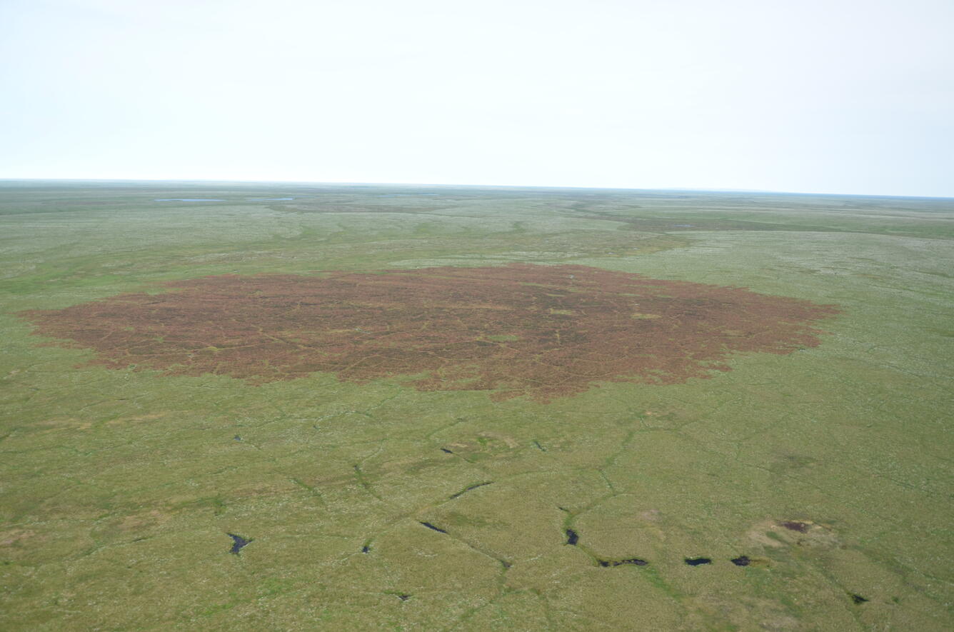 Aerial photo of an expanse of green tundra interrupted by a large irregularly oval shaped brownish burn scar and small ponds