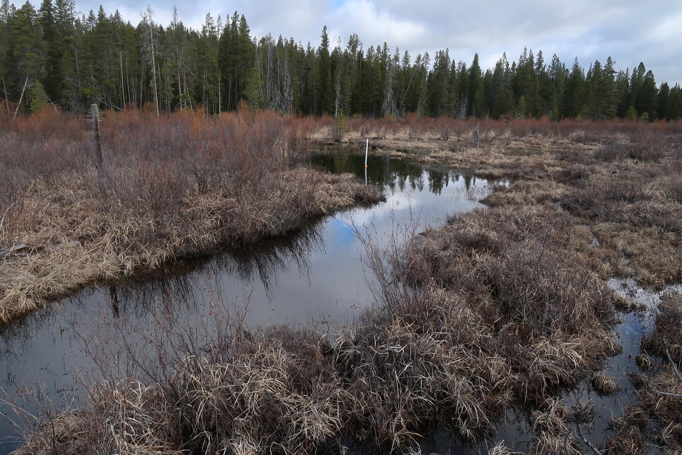 a small stream running through a clearing in the forest surrounded by shrubs and grass