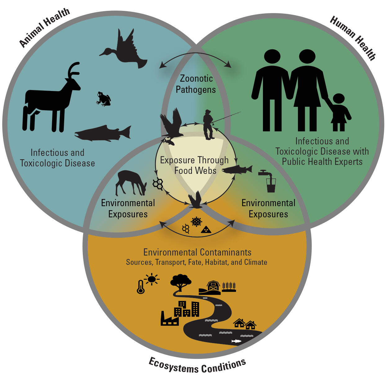 Venn diagram depicting the USGS One Health concept, where animal health, human health and ecosystem conditions interact.