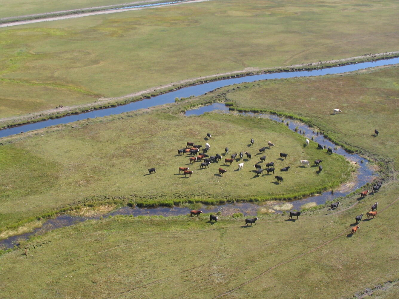 a grassy field bisected by a straight channel of water, a smaller stream branches off from the main channel, with cows