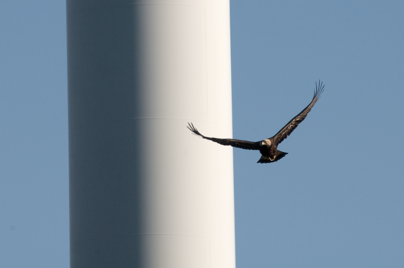 Golden Eagle soaring near a wind turbine tower in the Altamont Pass Wind Resource Area, California