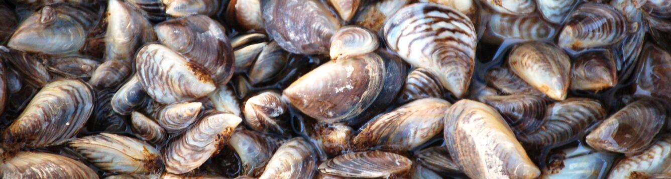 Zebra mussels, an invasive species that threatens U.S. waters.