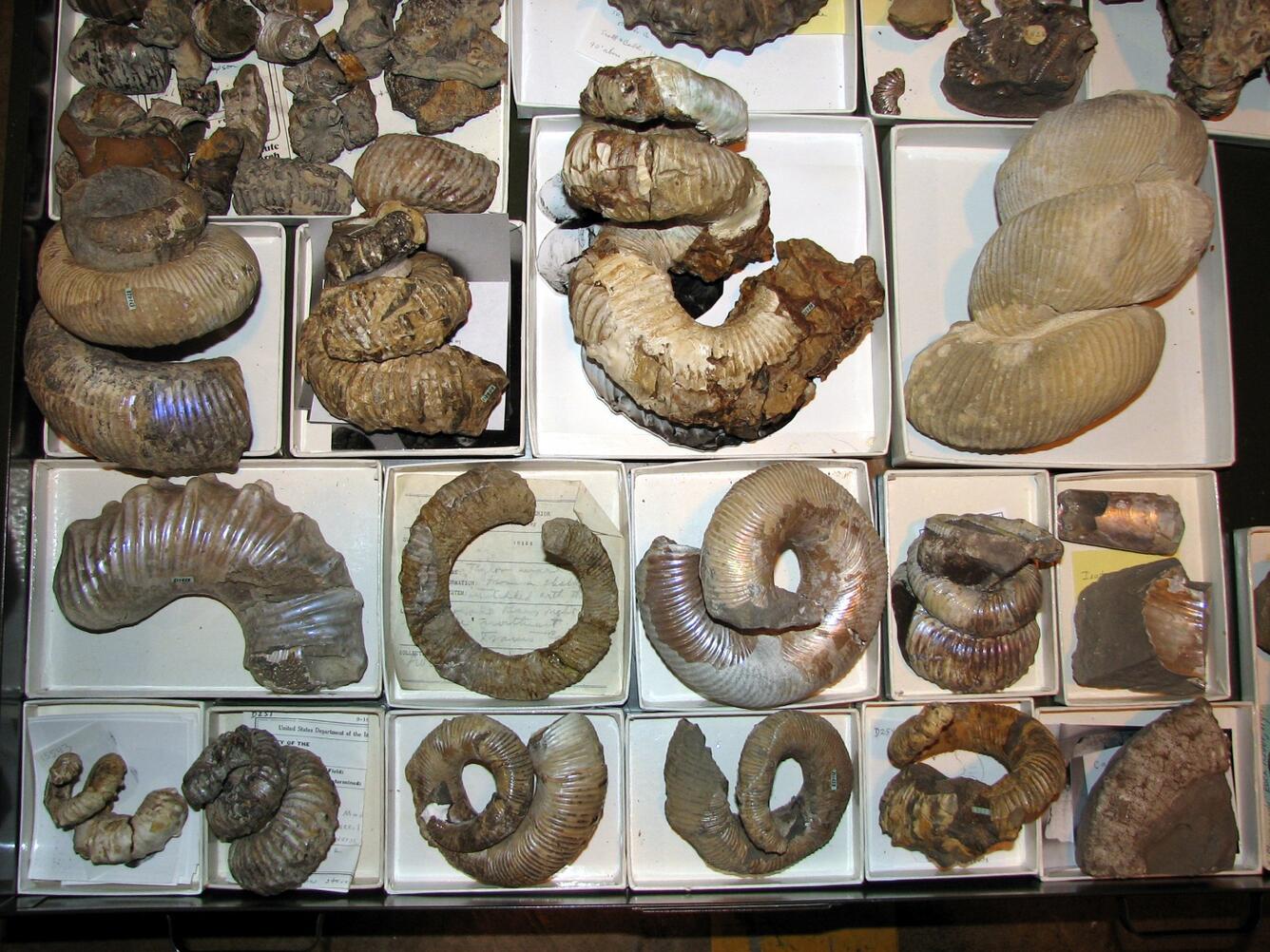 USGS Mollusk Collection