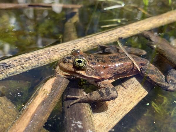 a rust colored frog with dark spots and large yellow eyes sitting on grass in a pond