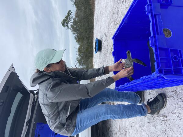 A scientist loads a sea turtle into a crate for transporting. 