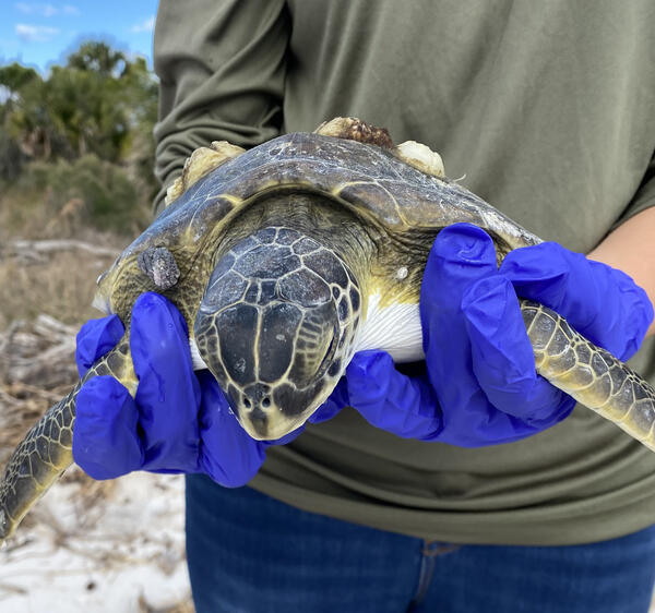 Photo of woman holding a sea turtle. 