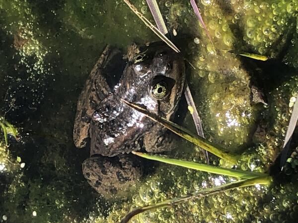 a green and red from with dark spots partially submerged in shallow water with algae and vegetation