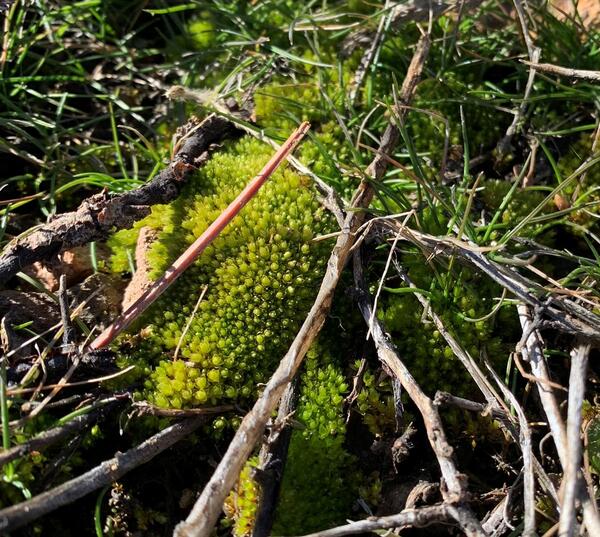 a photo of a patch of short moss 